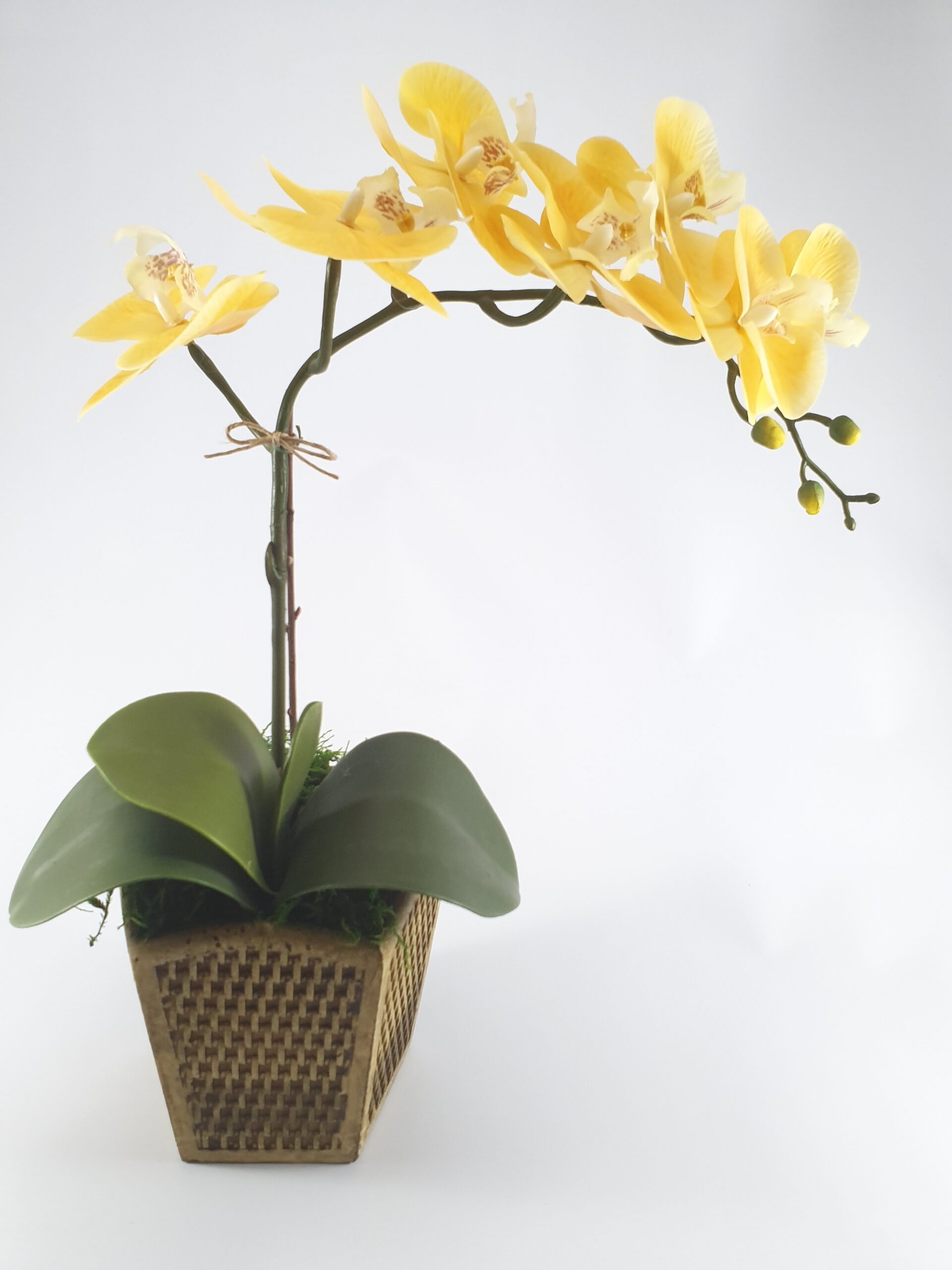 Orquídea Phalaenopsis Real Toque Amarela - Cantares Flores e Decorações